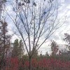京雷銀杏元寶楓基地國槐價格 苗木基地批發(fā)行道樹國槐 基地供應
