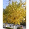 基地批發(fā) 京雷 銀杏秋色  嫁接銀杏  精品古銀杏樹 銀杏批發(fā)