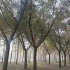 嫁接銀杏樹