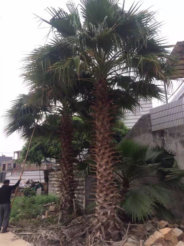 大小華棕，大小華棕，老人葵直銷