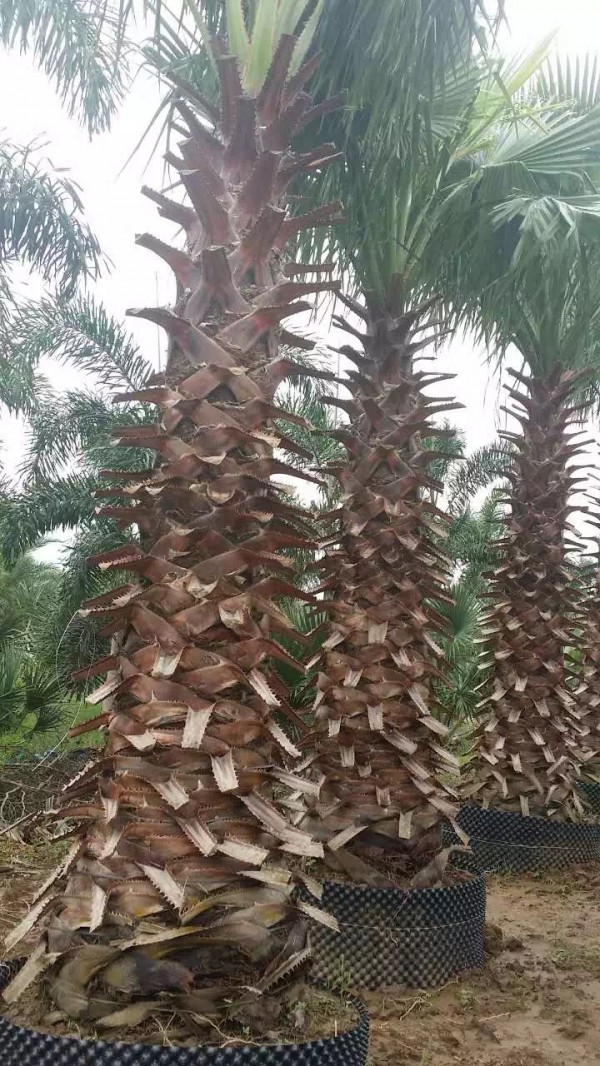 大小華棕，大小華棕，老人葵直銷