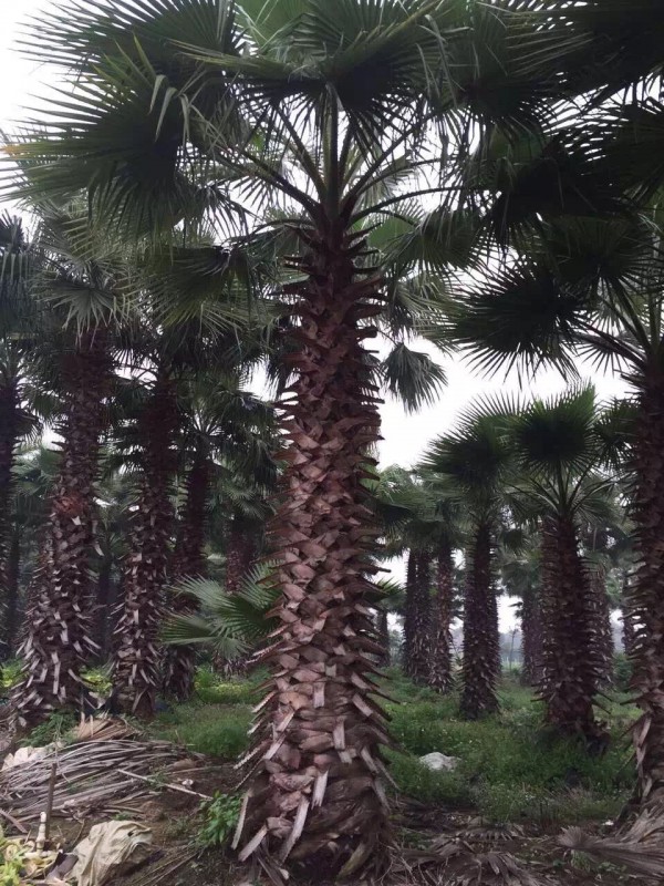大小華棕，大小華棕，老人葵直銷