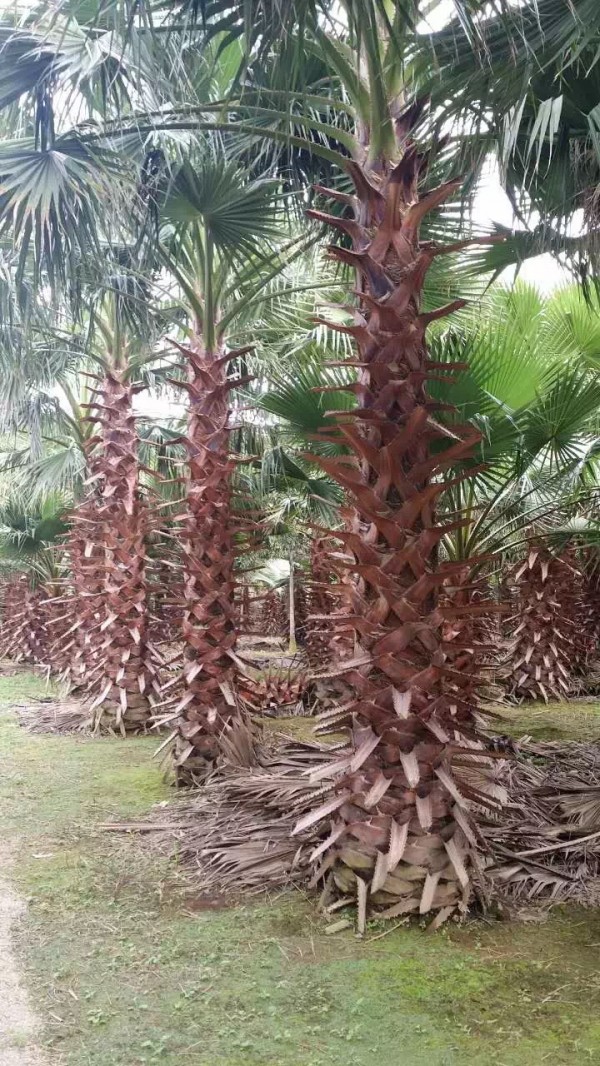 福建老人葵，老人葵苗，華盛頓棕櫚價格