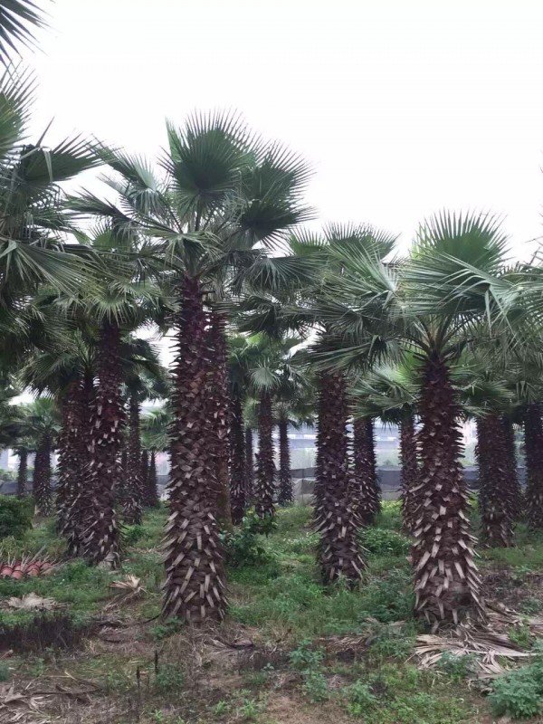 福建老人葵，老人葵苗，華盛頓棕櫚價格