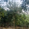 黃花風鈴木.黃花風鈴木基地.黃花風鈴木價格