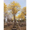 多花黃花風鈴木 多花風鈴木基地 黃花風鈴木多花批發