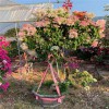 大量批發 多色三角梅報價 大量種植銷售 盆栽基地
