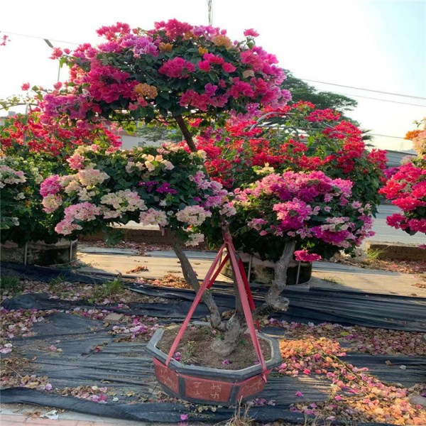 大量批發 多色三角梅報價 大量種植銷售 盆栽基地