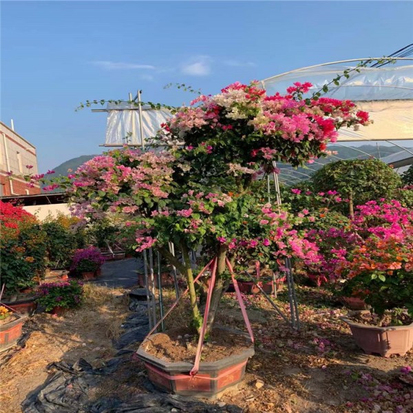 大量批發 多色三角梅報價 大量種植銷售 盆栽基地