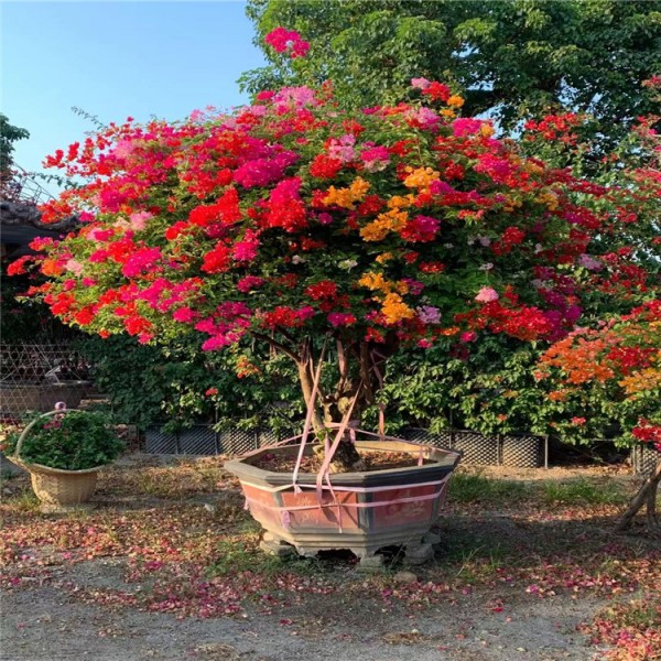 基地直銷 三角梅價錢 三角梅造型 價格優惠