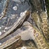 廠家直銷魚苗成品魚漁場現(xiàn)貨批發(fā)