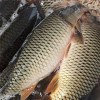 迪慶鯉魚批發(fā)漁場現(xiàn)貨免費(fèi)送貨上門