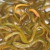 云南魚苗成品魚漁場現(xiàn)貨批發(fā)