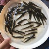 養(yǎng)殖場批發(fā)魚苗成品魚漁場現(xiàn)貨批發(fā)