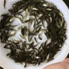 廠家直銷魚苗批發(fā)漁場現(xiàn)貨送貨上門