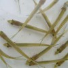 養(yǎng)殖場批發(fā)魚苗批發(fā)漁場現(xiàn)貨送貨上門