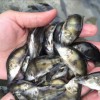 養(yǎng)殖場批發(fā)淡水魚苗批發(fā)漁場現(xiàn)貨送貨上門