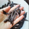 廠家直銷魚苗漁場現(xiàn)貨送貨上門