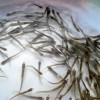 養(yǎng)殖場批發(fā)魚苗價(jià)格漁場現(xiàn)貨送貨上門
