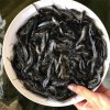 德宏淡水魚苗批發(fā)漁場培育成活率高