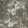 迪慶淡水魚苗批發(fā)漁場培育成活率高