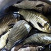 大理成品魚供應(yīng)漁場現(xiàn)貨免費(fèi)送貨上門