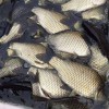 昆明鯉魚批發(fā)漁場現(xiàn)貨免費(fèi)送貨上門