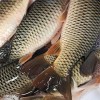 怒江成品魚漁場現(xiàn)貨免費(fèi)送貨上門