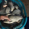 紅河成品魚漁場現(xiàn)貨免費(fèi)送貨上門