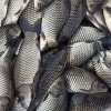 臨滄淡水魚批發(fā)漁場現(xiàn)貨免費(fèi)送貨上門