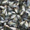 文山成品魚漁場現(xiàn)貨免費(fèi)送貨上門