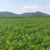 桑苗廠家_飼料桑廠家_ 大葉桑廠家 _桑苗種植基地 歡迎交流