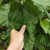 昊冉 桑樹苗種植基地 桑樹苗 蛋白桑
