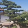 造型古松 迎八方 綠化松樹 古松批發(fā)