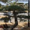觀賞盆景 黑松