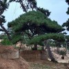 景觀松 品種優(yōu)良 成活率高