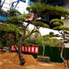 迎八方景松園林 種類齊全 景觀松