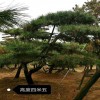 山東造型黑松基地 成活率高