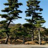 迎八方景松園林造型黑松 發(fā)貨快