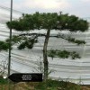 造型油松 迎八方景松園林 自產(chǎn)自銷