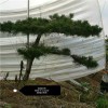 山東油松基地 高成活率 信任可靠