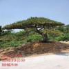 熱銷景觀松 造型油松