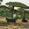 造型油松 熱銷產品