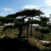 萬畝造型松基地 蒼翠挺拔