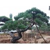 精品油松 自產(chǎn)自銷 造型油松 造型油松廠家