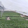 西瓜嫁接苗 安達(dá)西瓜苗 8424西瓜嫁接苗 優(yōu)質(zhì)培育 西瓜苗