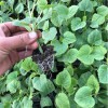 甜瓜苗 安達(dá)甜瓜苗 脆梨甜瓜苗 培育甜瓜苗 羊角蜜甜瓜苗 現(xiàn)貨直銷 甜瓜嫁接苗