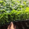 甜瓜苗 安達(dá)常年出售嫁接瓜苗 甜瓜苗 廠家批發(fā) 瓜苗批發(fā)