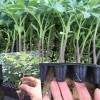 甜瓜苗 安達(dá)甜瓜種子 甜瓜苗 特甜瓜種子 特甜瓜苗 廠家直銷 甜瓜價(jià)格