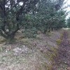 宏源苗木造型盆景 羅漢松 熱銷造型羅漢松基地 精品造型羅漢松基地